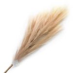 פמפס צבע טבעי לקישוט