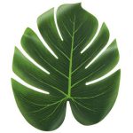 עלים טרופיים לעיצוב ענק