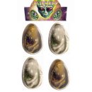 ביצת תינוק חייזר ענקית - מגוון