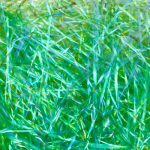 צלופן גרוס למילוי - ירוק